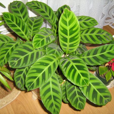 Calathea veitchiana